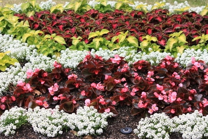 colorful flower bed of perennial and annual flowers