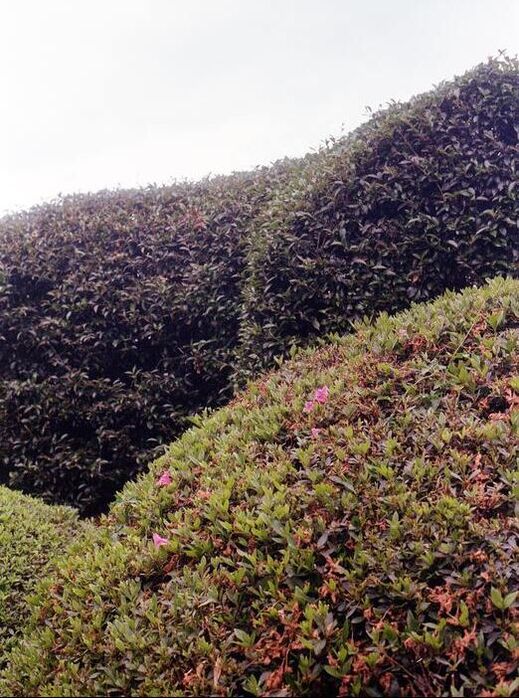 A close up picture of a well groomed hedge into a circular shape. Three hedges are shown but at an angle where you cannot see them entirely. 