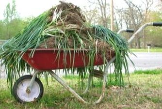 A wheelbarrow is seen holding branches to it's capacity after working on the yard. 