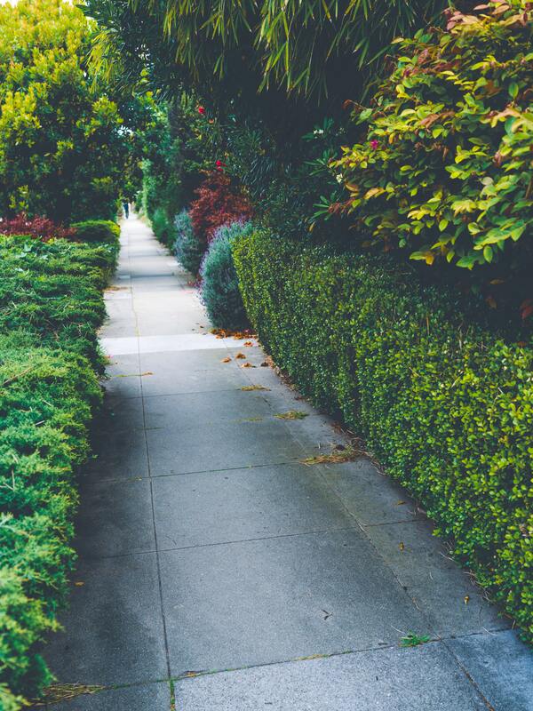A bright white sidewalk is lined by groomed hedges that are waist high and a deep green color. The hedges seem to go on forever but break with every driveway. Above, or planted behind the hedges are medium sized trees that are producing orange fruit. 